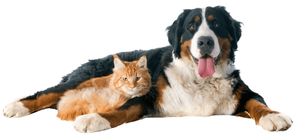 Bestial-Pest-House-health-1